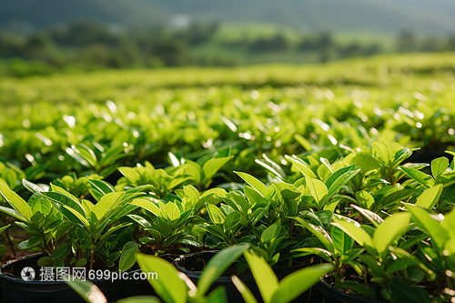 綠色新鮮的茶葉 農(nóng)業(yè)培育的藝術(shù)與科學