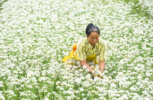 河北武邑 有機韭菜花助增收 農(nóng)業(yè)種植煥新機