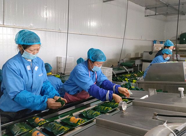 春潮涌動黑土地，寶清農(nóng)民家門口捧起‘金飯碗’